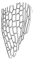 Kiaeria pumila, alar cells. Drawn from A.J. Fife 7312, CHR 406479.
 Image: R.C. Wagstaff © Landcare Research 2018 